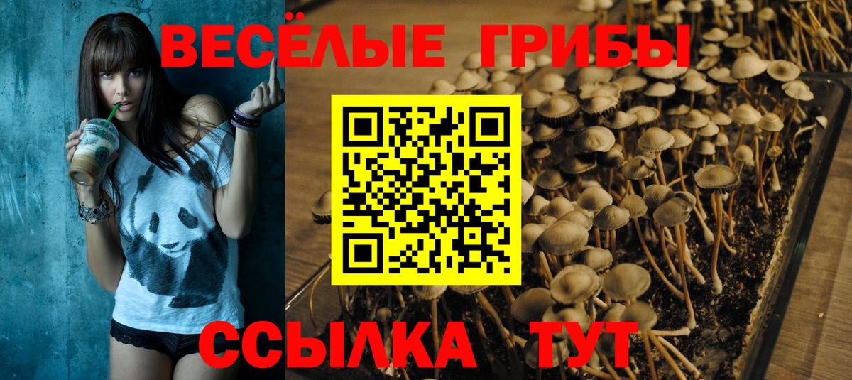 Псилоцибиновые грибы Psilocybe Куйбышев
